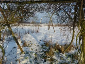 Door het rozenpoortje ..