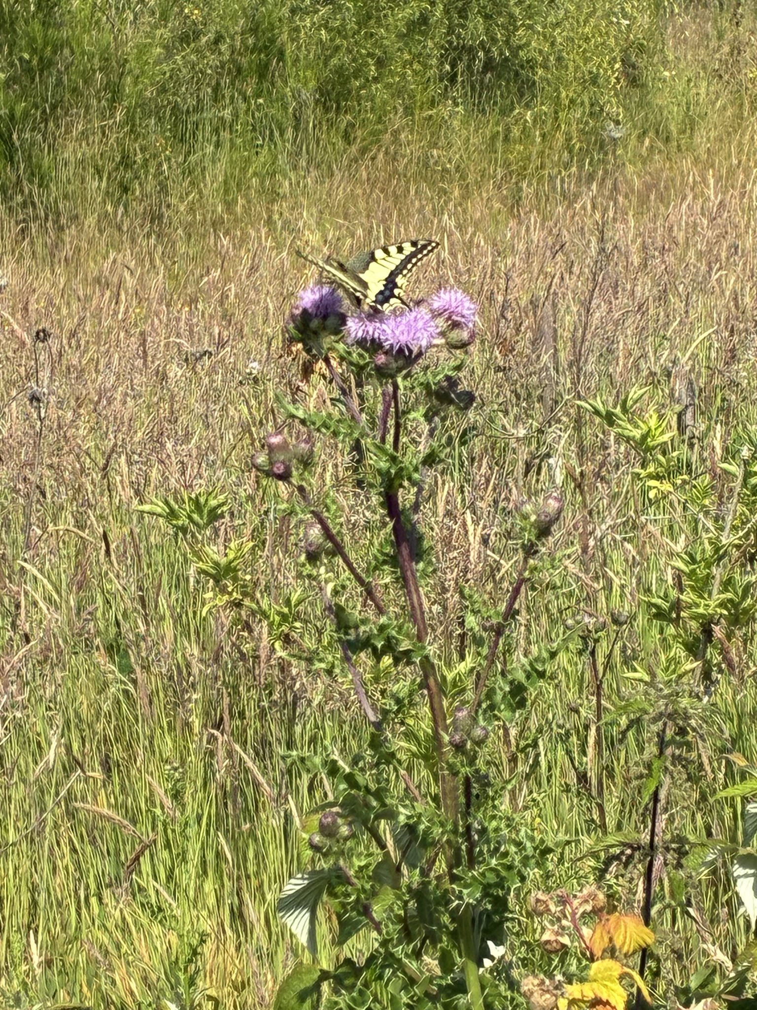Een land voor bloemen, bijen en voedsel