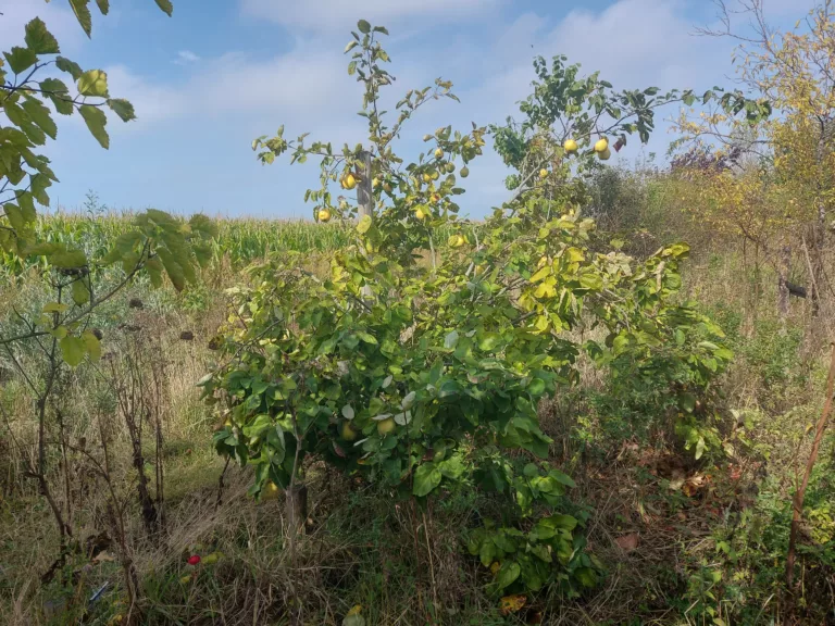 De Kwee boom gaat gebukt onder een lading vruchten!