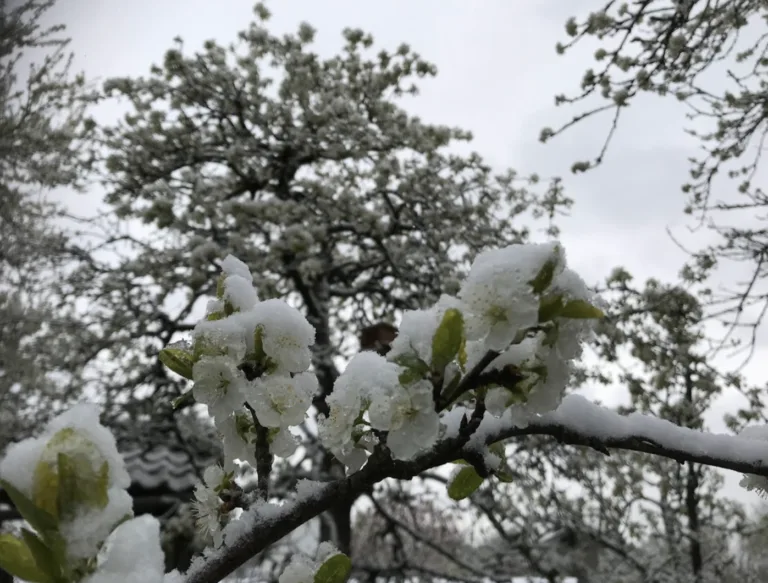 De Russische Beer is los!